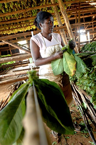 Hanging tobacco leaves to dry for Pinar del Rio cigars Cuba