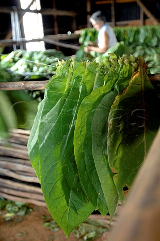 Hanging tobacco leaves to dry for Pinar del Rio cigars Cuba