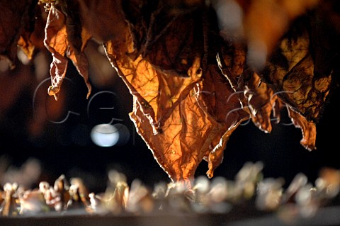 Tobacco leaves drying for Pinar del Rio cigars Cuba