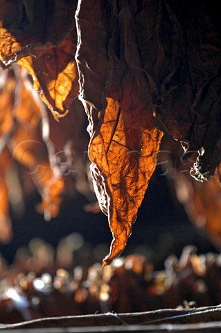 Tobacco leaves drying for Pinar del Rio cigars Cuba
