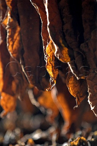 Tobacco leaves drying for Pinar del Rio cigars Cuba