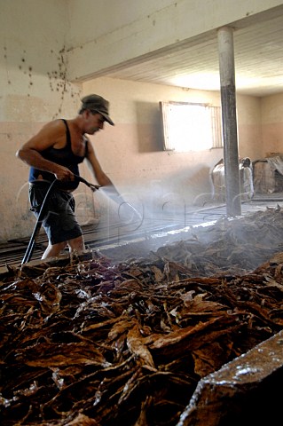Spraying water over tobacco leaves for cigar production at Pinar del Rio  Cuba