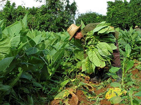 Harvesting tobacco leaves for cigar production at Pinar del Rio  Cuba