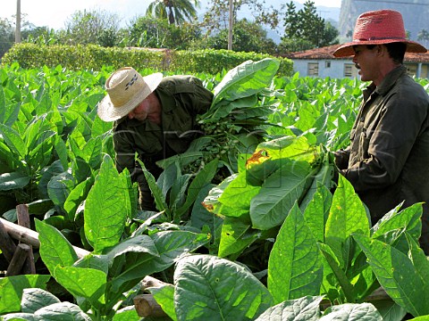 Harvesting tobacco leaves for cigar production at Pinar del Rio  Cuba
