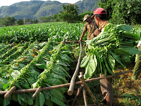 Harvesting tobacco leaves for cigar production at Pinar del Rio  Cuba