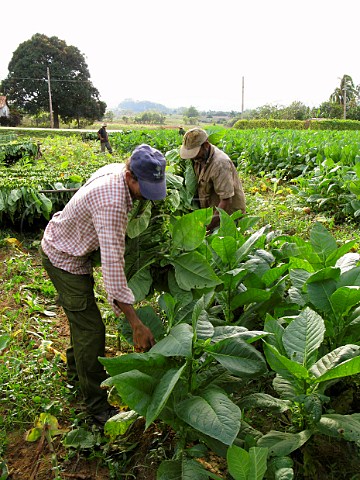 Harvesting tobacco leaves for cigar production at Pinar del Rio  Cuba