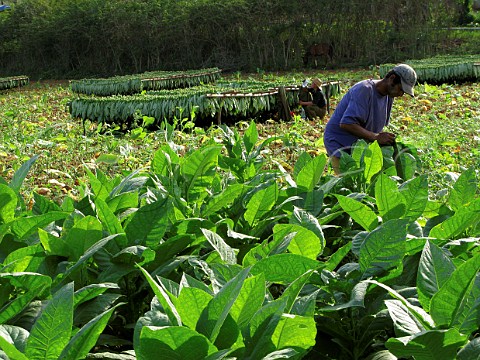 Harvesting tobacco leaves for cigar production at Pinar del Rio  Cuba