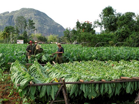 Harvesting tobacco leaves for cigar production at Pinar del Rio  Cuba