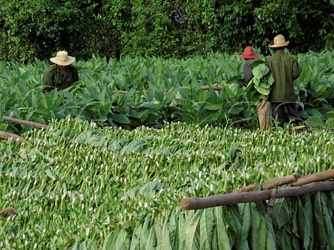Harvesting tobacco leaves for cigar production at Pinar del Rio  Cuba