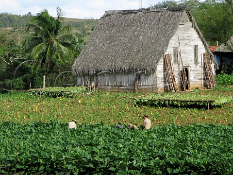 Harvesting tobacco leaves for cigar production at Pinar del Rio  Cuba