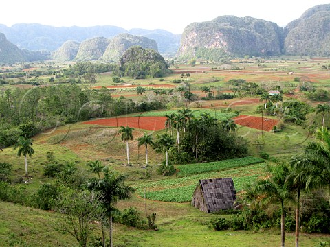 Tobacco fields for Pinar del Rio cigars among agricultural landscape Cuba