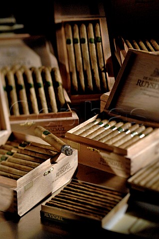 Boxes of Ruysdael Dutch cigars