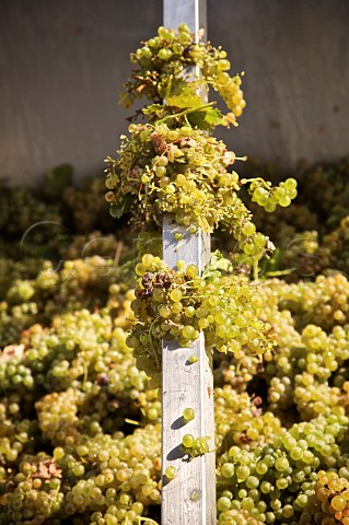 Harvested Catarratto grapes in the receiving hopper of Calatrasi   San Cipirello Palermo Sicily