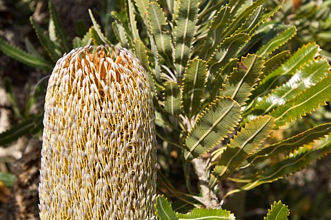Banksia flowers Green Cape Ben Boyd National Park New South Wales Australia