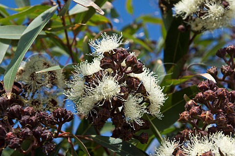 Eucalyptus in flower Angophera sp Green Cape Ben Boyd National Park New South Wales Australia