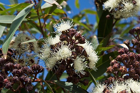 Eucalyptus in flower Angophera sp Green Cape Ben Boyd National Park New South Wales Australia