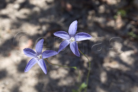 Bluebell flower Alpine National Park Victoria Australia