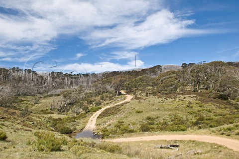 Davies Plain Track Alpine National Park Victoria Australia