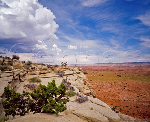 Salt Wash San Rafael Swell Utah USA