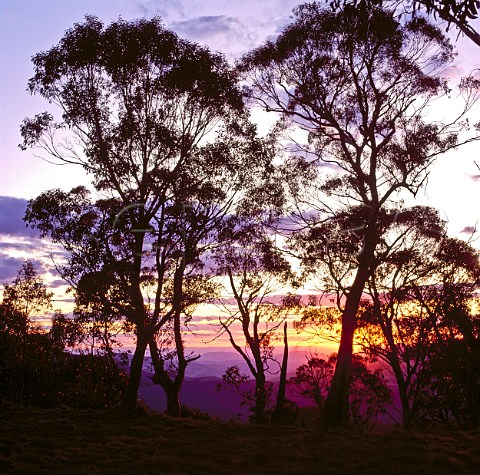 Sunset through Snow Gums Eucalyptus pauciflora Mount Barrington Barrington Tops National Park New South Wales Australia