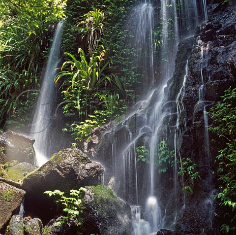 Rainforest cascade Lamington National Park Queensland Australia