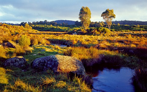 Edwards Swamp at sunset Barrington Tops National Park New South Wales Australia