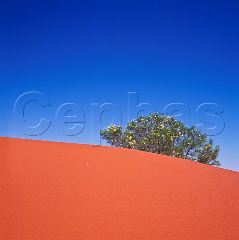 Orange sand dune and acacia in flower Strzelecki Desert South Australia Australia