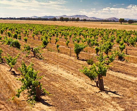 Mia Mia vineyard planted 1897 of Morris Wines Rutherglen Victoria Australia Rutherglen