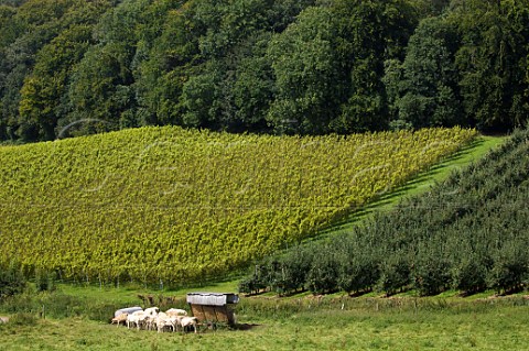 Vineyard of Pietershof Wijndomein Limburg Belgium