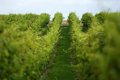 Vineyards of Domaine de Mellemont Belgium