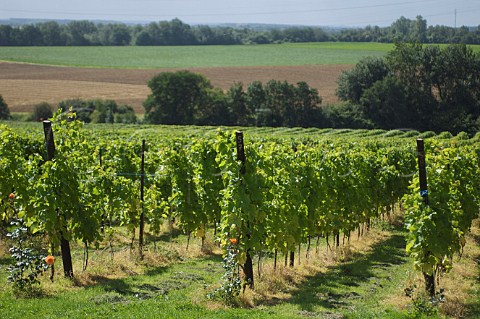 Vineyards of Domaine du Chenoy Belgium