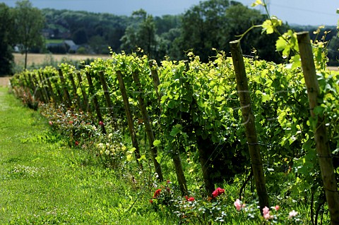 Roses in vineyards of Domaine du Chenoy Emines Belgium