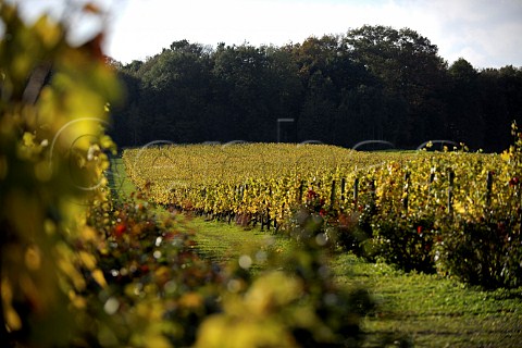 Vineyards of Chteau GenoelsElderen Riemst Belgium