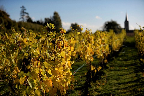 Vineyards of Chteau GenoelsElderen Riemst Belgium