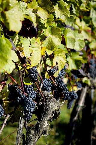 Zweigelt vines of Schtzenhof Winery DeutschSchtzen Burgenland Austria  Sdburgenland
