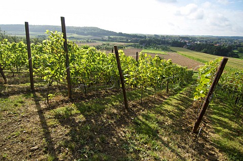 Steenen muur vineyard Hageland Belgium