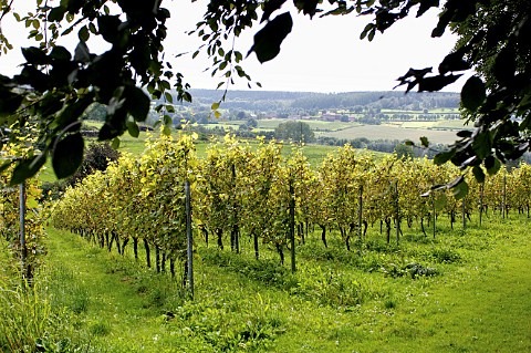 Vineyard of Pietershof Wijndomein Limburg Belgium