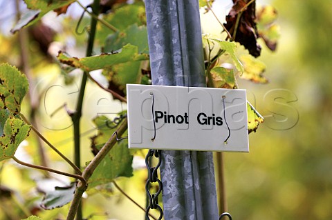 Sign in Pinot Gris vineyard of Pietershof Wijndomein Limburg Belgium