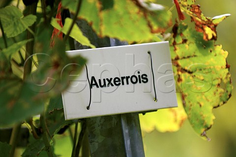 Sign in Auxerrois vineyard of Pietershof Wijndomein Limburg Belgium