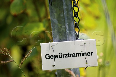 Sign in Gewrztraminer vineyard of Pietershof Wijndomein Limburg Belgium