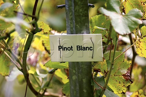 Sign for Pinot Blanc grapes in vineyard of Pietershof Wijndomein Limburg Belgium