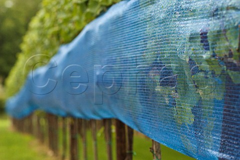 Antibird netting on vines of Wijndomein Aldeneyck AldeneikMaaseik Belgium