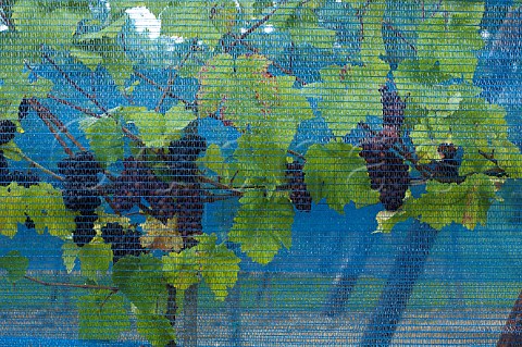 Antibird netting on vines of Wijndomein Aldeneyck AldeneikMaaseik Belgium