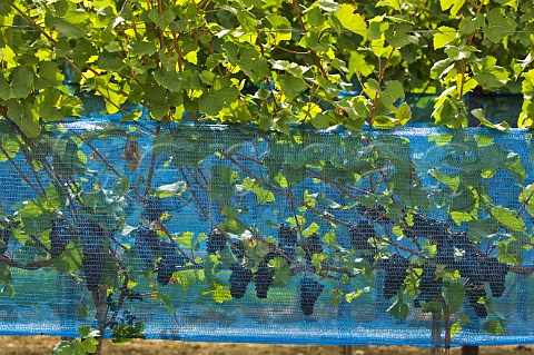 Antibird netting on vines of Wijndomein Aldeneyck AldeneikMaaseik Belgium