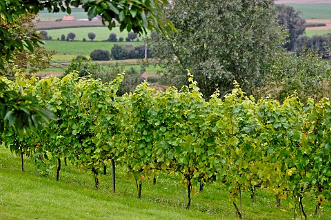 Vineyard of Monteberg Dranouter Belgium