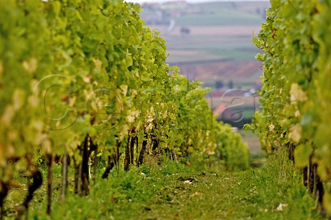 Vineyard of Monteberg Dranouter Belgium