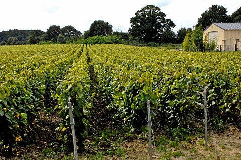 Vineyard of Chardonnay Meerdael OudHeverlee Belgium