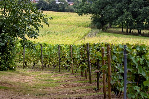 Vineyards of Witte Kapittel Belgium