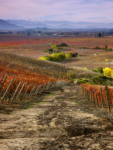 Autumnal Clos Apalta vineyards of Lapostolle with the Andes in distance   Colchagua Valley Chile