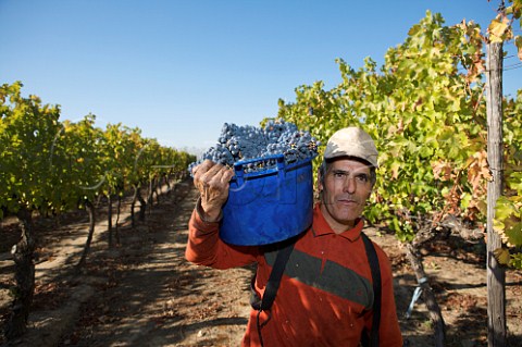 Picking Cabernet Sauvignon grapes in vineyard of Via San Pedro Molina Chile  Lontue Valley